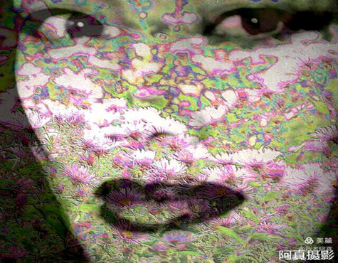 人淡如菊