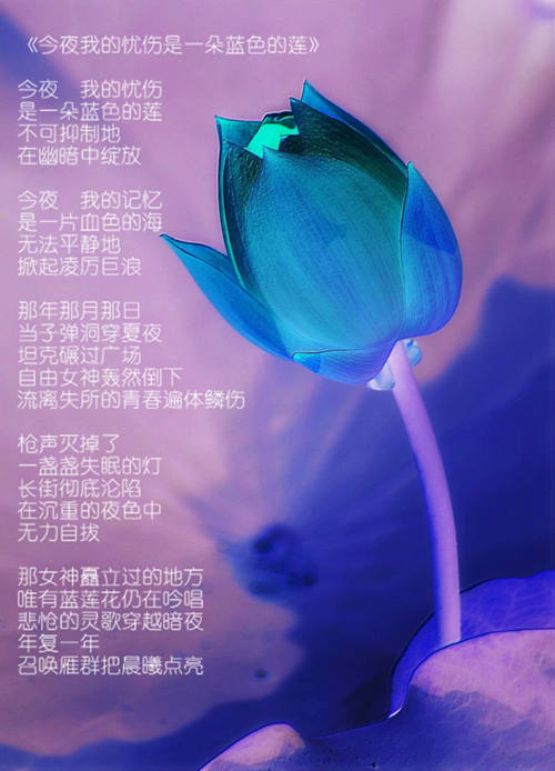 1595440085634506_副本莲.jpg
